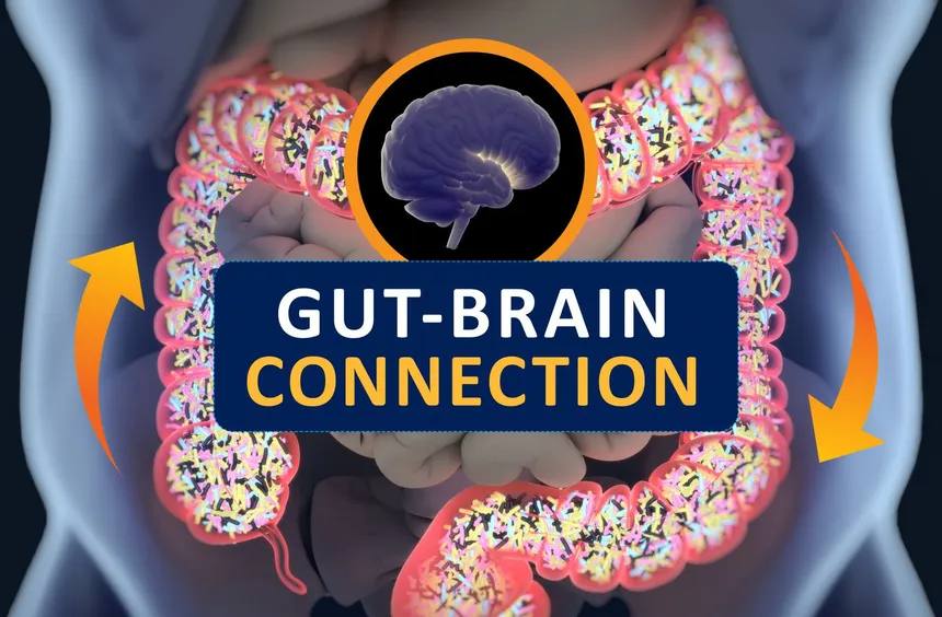 gut-brain axis, highlighting the Connection between gut health and mental well-being