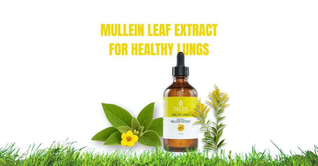 Mullein leaf extract tincture bottle with mullein flower – natural remedy for healthy lungs and immunity
