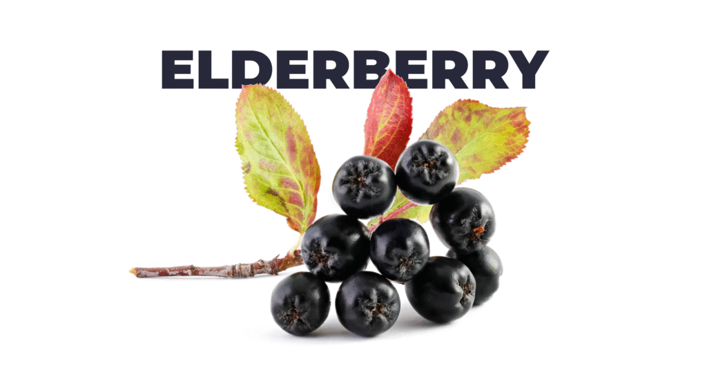 Fresh elderberries with colorful leaves – natural antioxidant fruit for cold and flu support