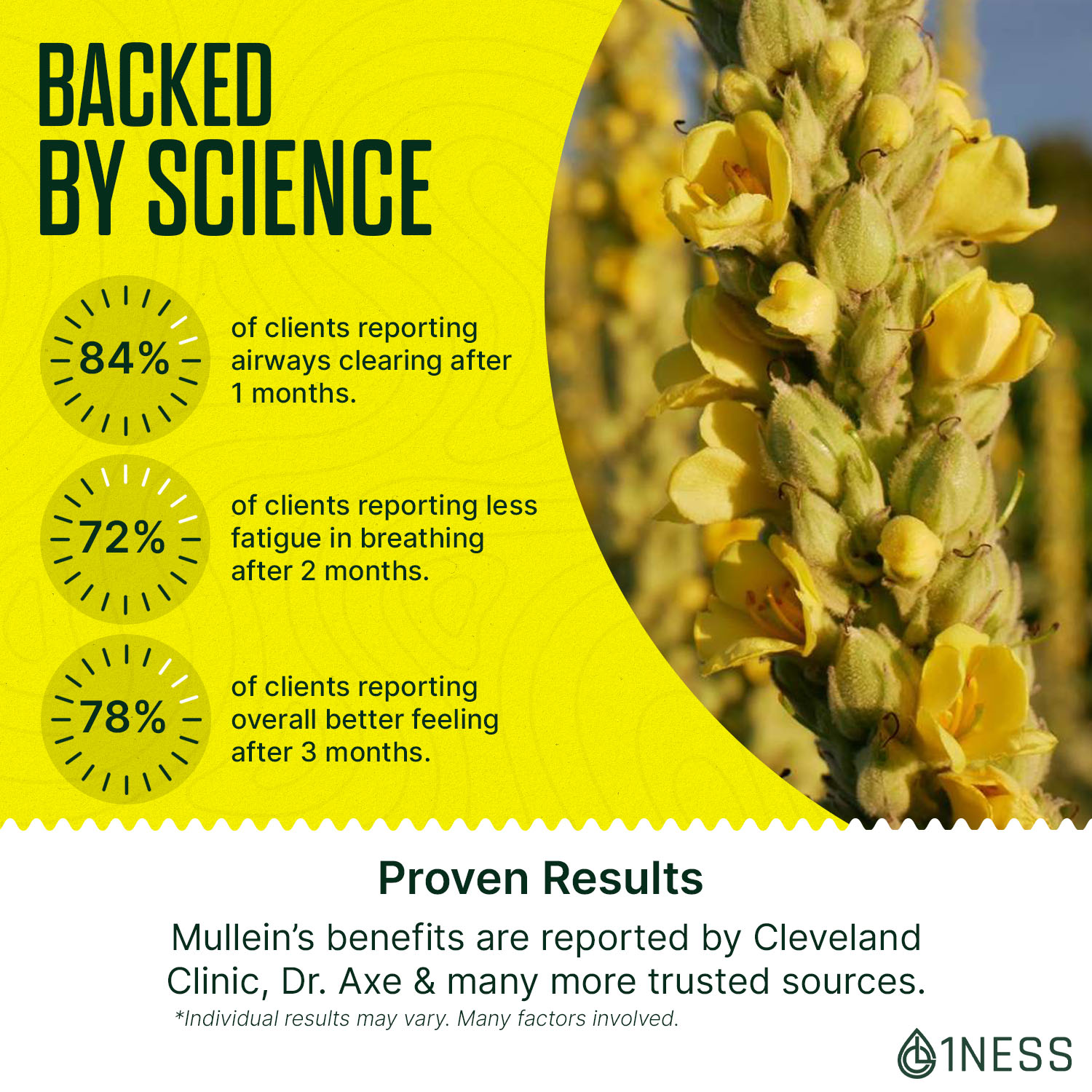 Mullein Leaf Extract for Healthy Lungs (4oz) - Image 13