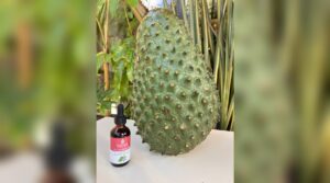 A 1NESS soursop extract dropper bottle on a white table beside a whole green soursop fruit